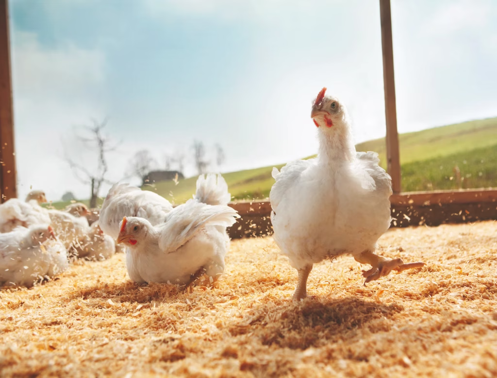 Bild Huhn ganz